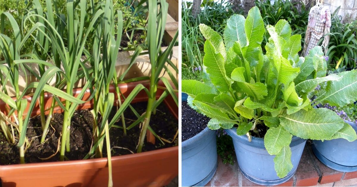 11 Best Root Vegetables To Grow In Containers