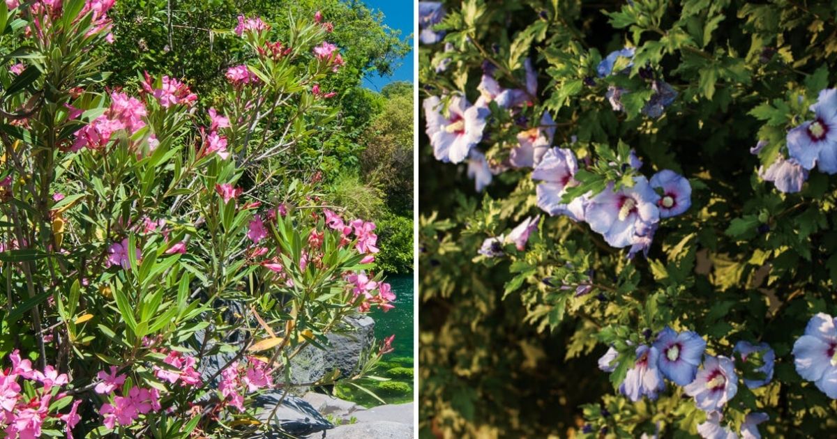 10 Best Shrubs That Withstand The Heat Of Summer Days