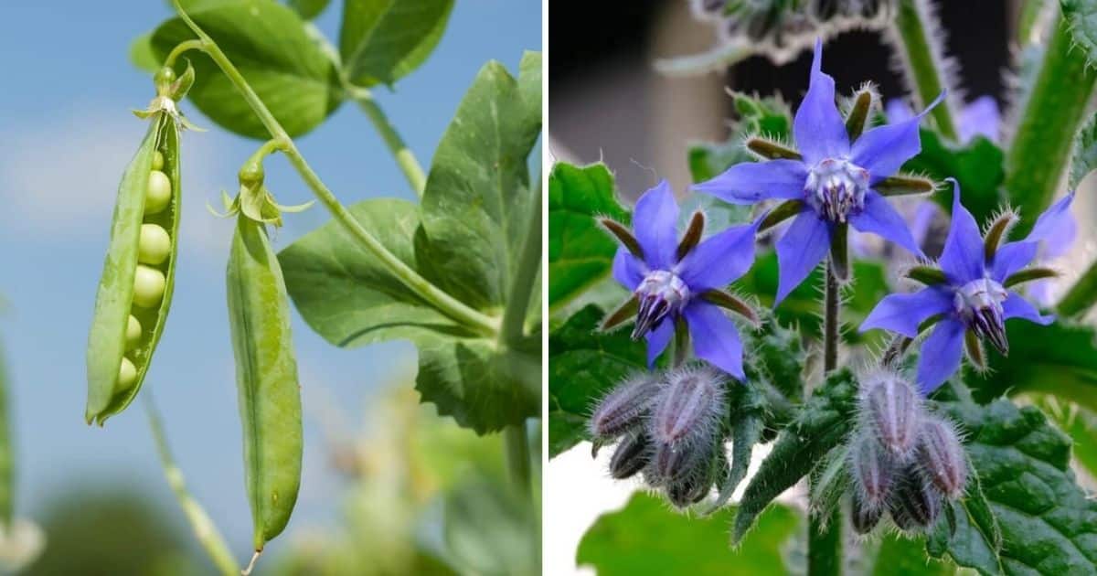 10 Best Squash Companion Plants