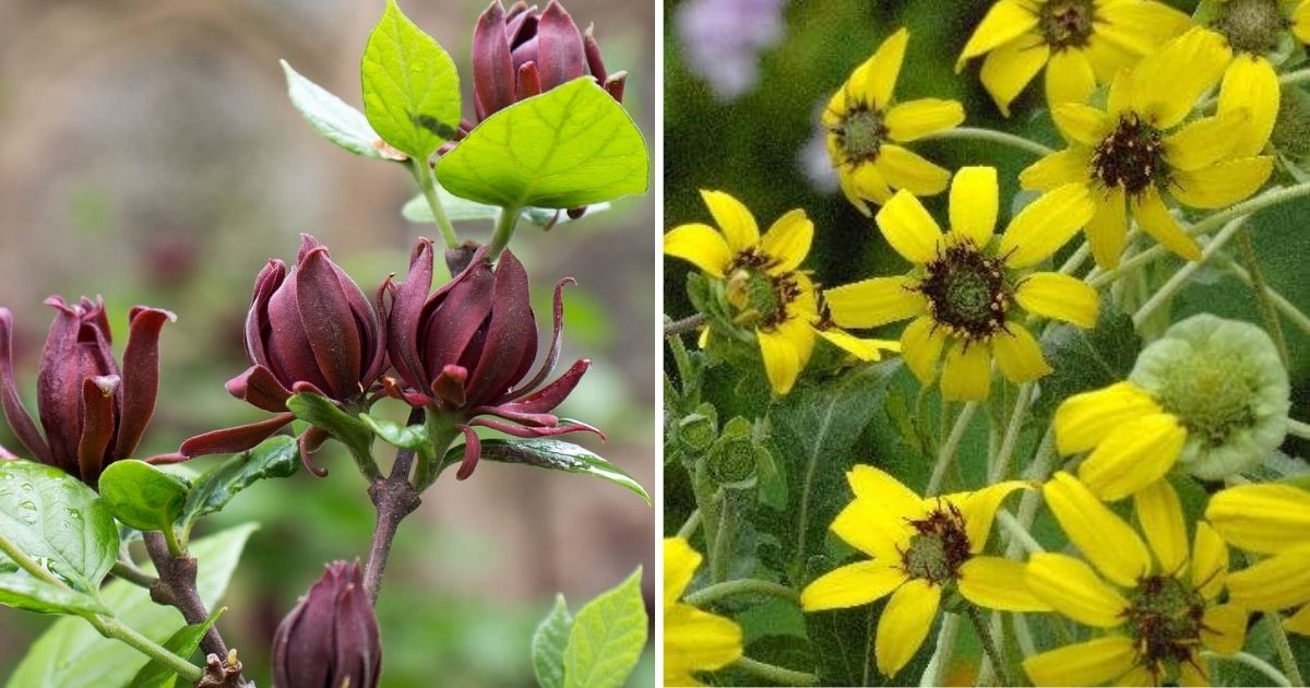 Best Stunning Flowers That Have A Fragrance Like Chocolate