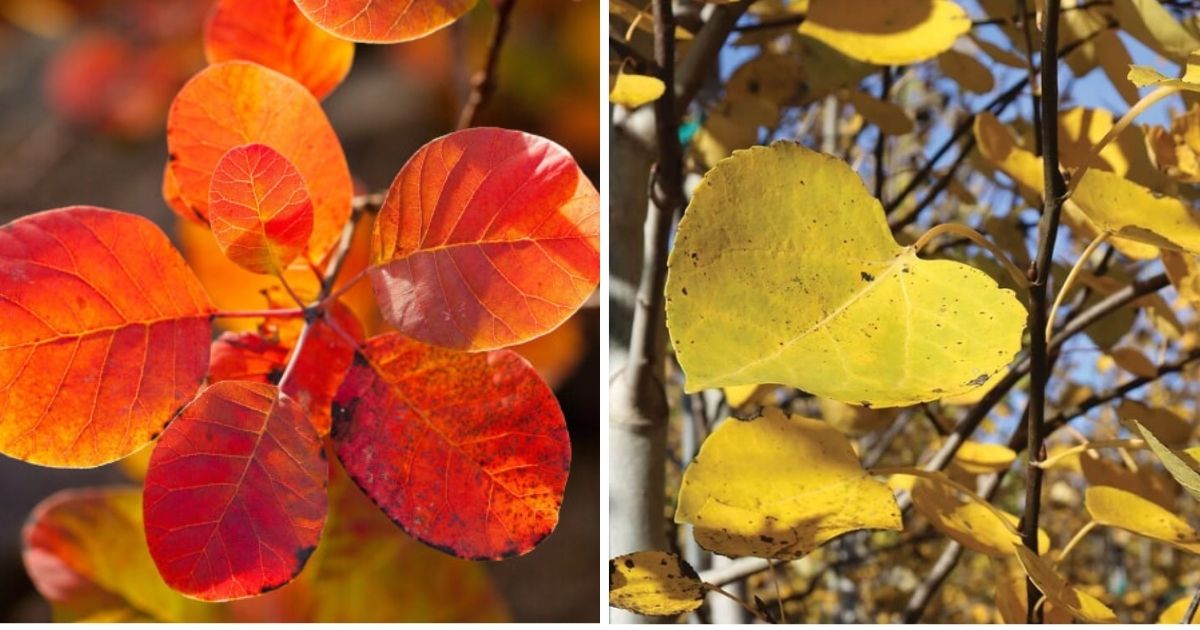 10 Best Stunning Plants For Fall Season