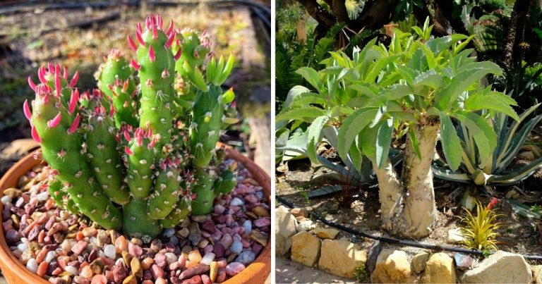 10 Best Tall Succulent Varieties