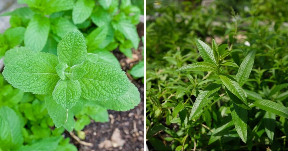 12 Best Tasty Green Herbs To Grow In The Garden