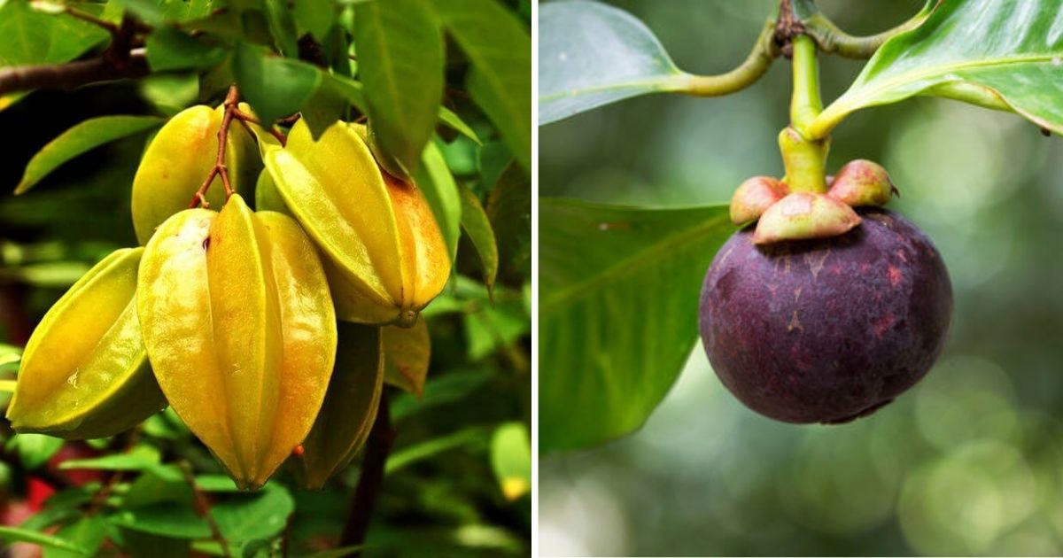 10 Best Unique Fruit Trees You Can Grow In The Garden