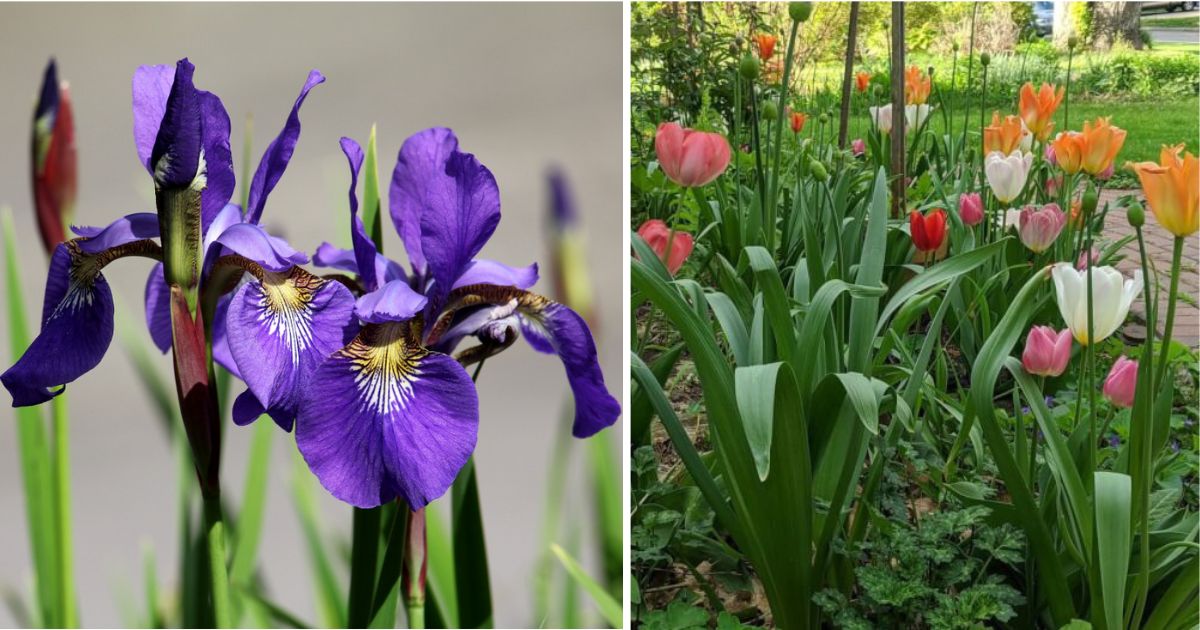 12 Best Vegetables And Flower To Plant In October In The Garden