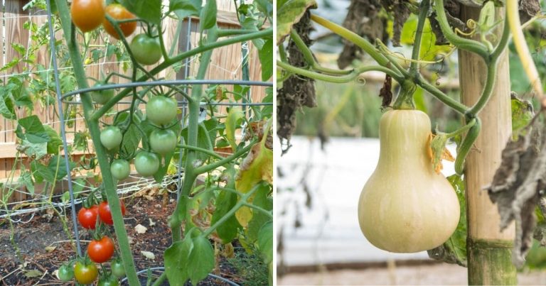 13 Best Vegetables For Vertical Planters
