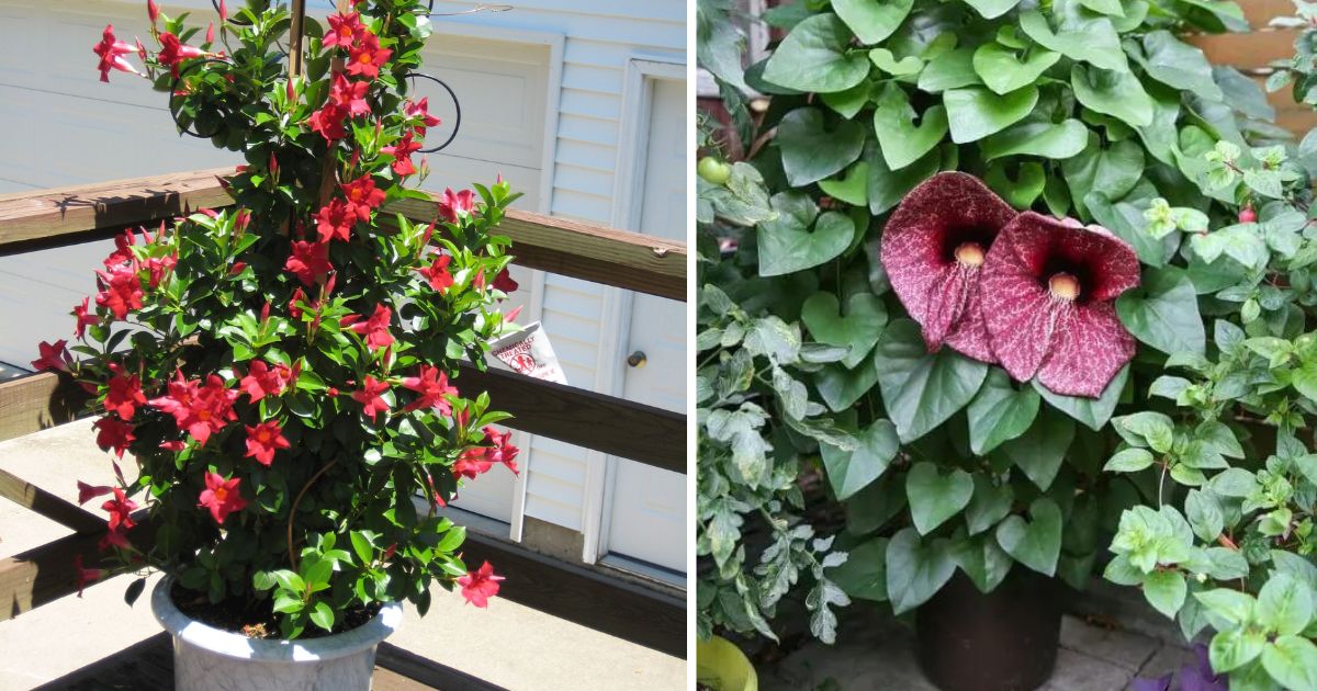 22 Best Vine Plants To Grow In Containers