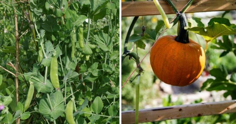 10 Best Vining Vegetable Plants For Saving Space