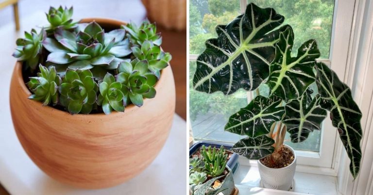 12 Best Window Plants To Liven Up Your Spaces