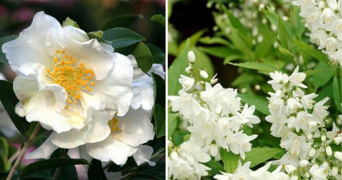 23 Bushes That Have Elegant White Flowers