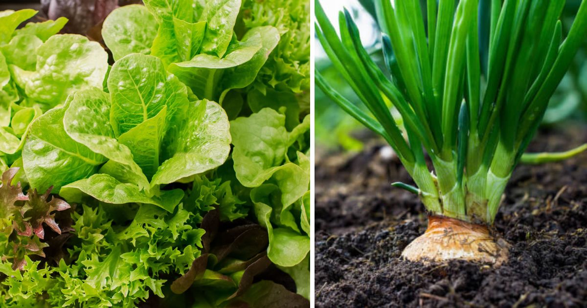 10 Carrot Companion Plants To Support Its Growth