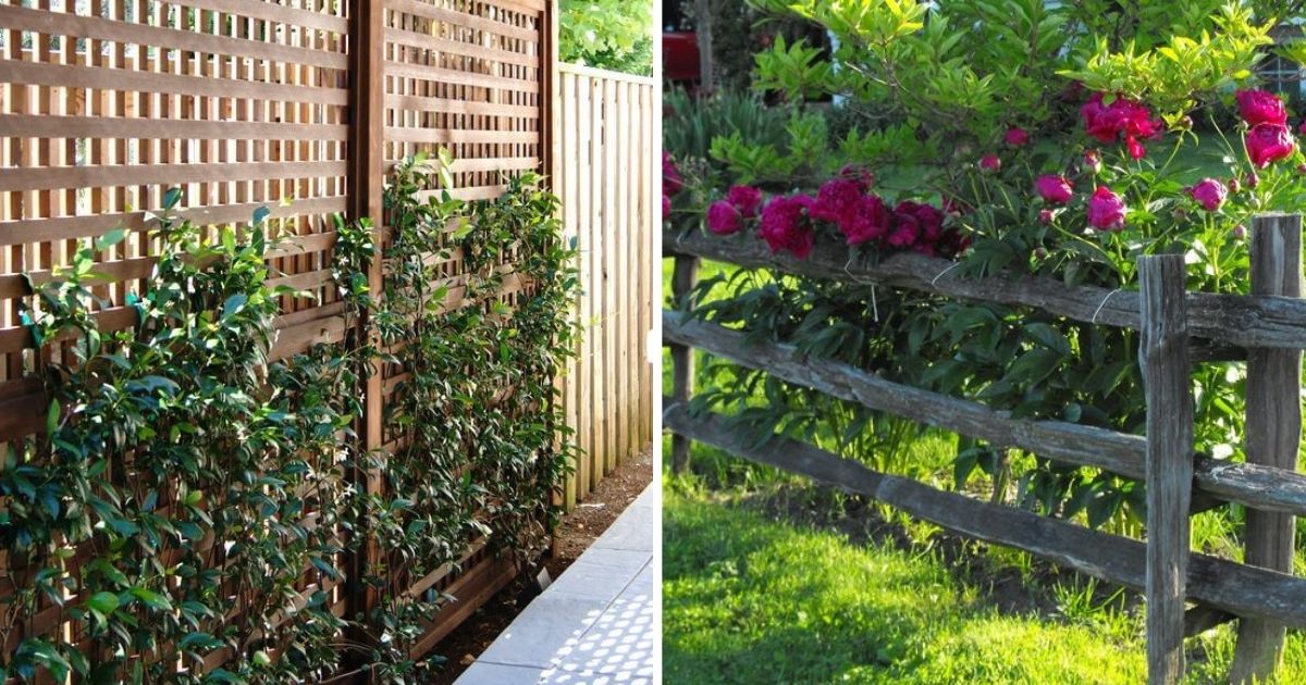 28 Cheap DIY Garden Privacy Screen Ideas To Keep Neighbors From Snooping