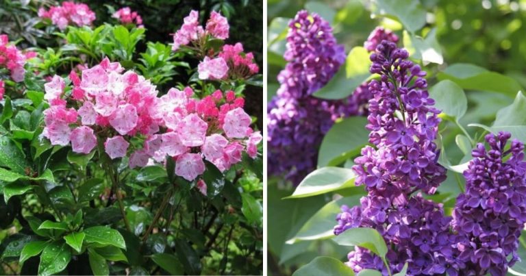 Collection Of The Most Beautiful Purple Flowering Trees