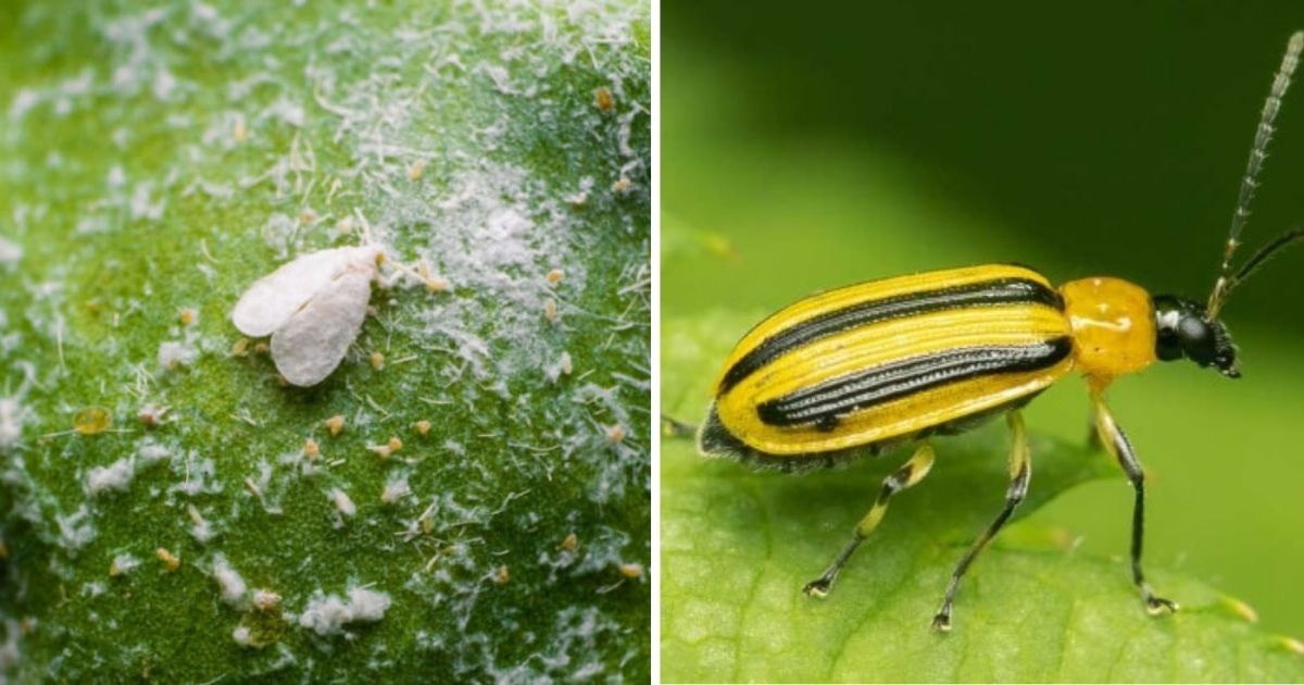 8 Common Cucumber Harmful Pests