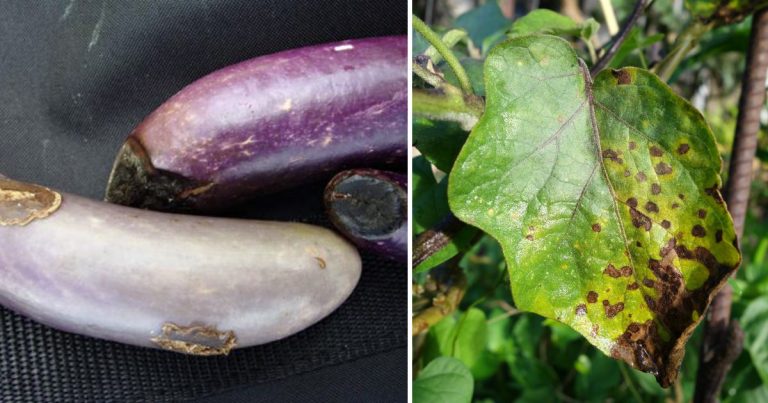 7 Common Eggplant Diseases And Ways To Control Them