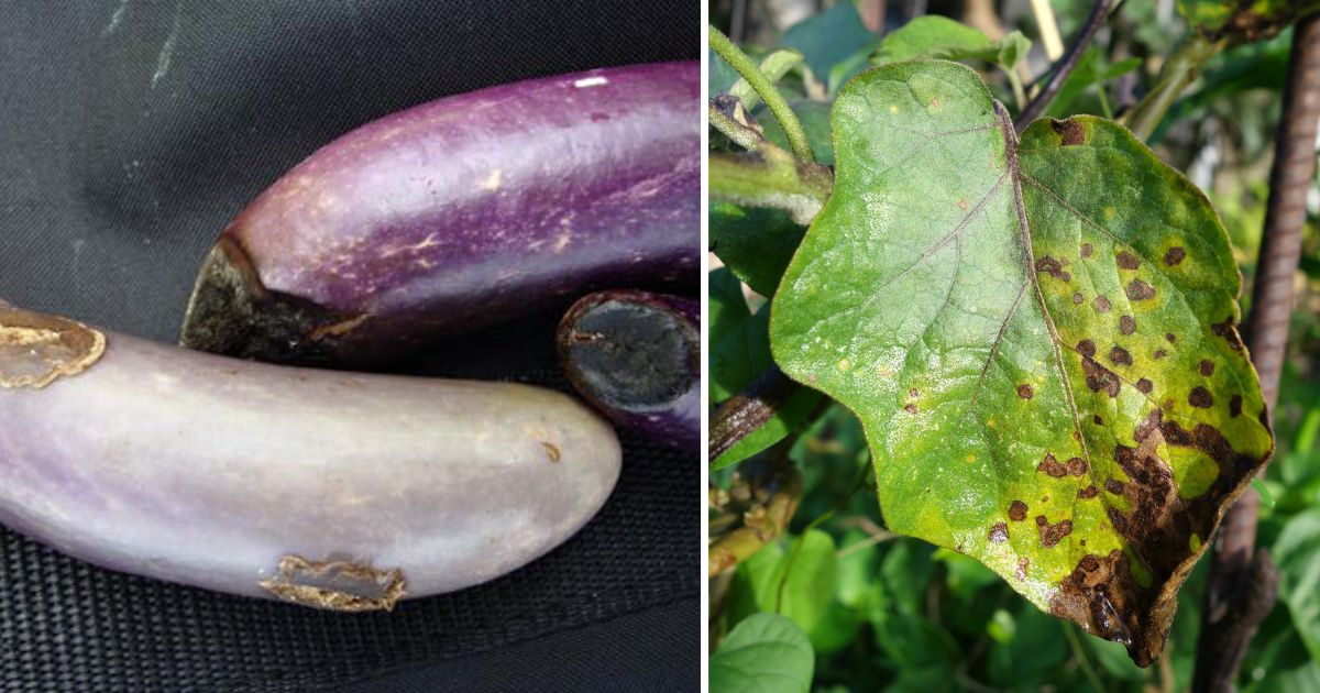 7 Common Eggplant Diseases And Ways To Control Them