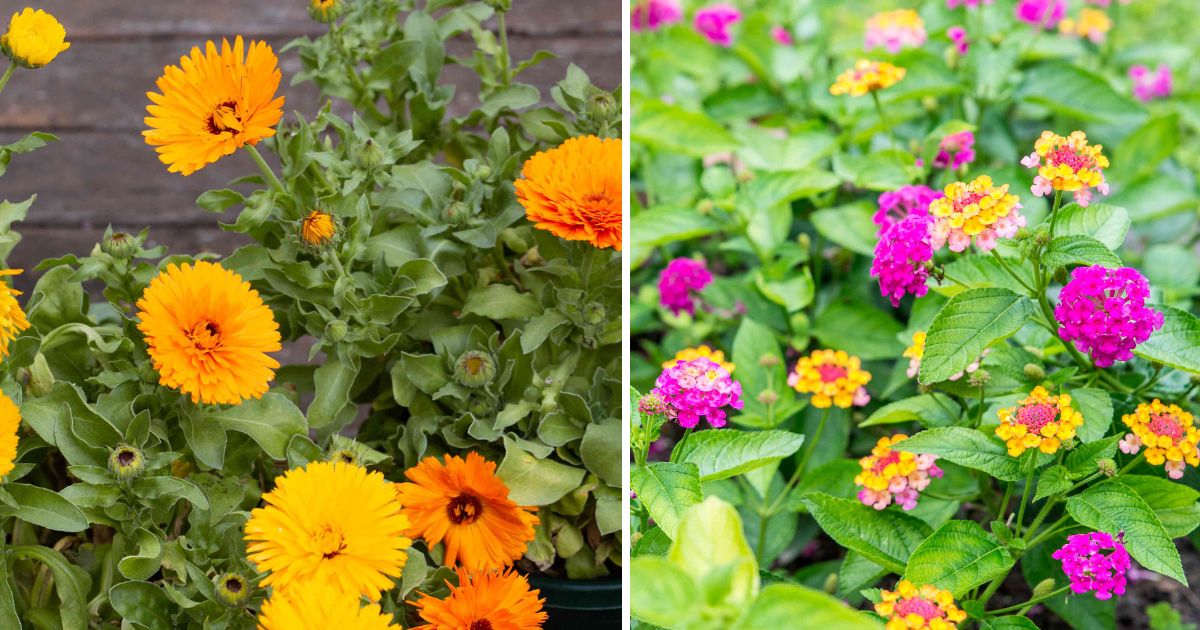 12 Common Herbs And Flowers That Can Repel Mosquito From Your Home And Garden