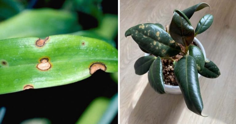 11 Common Houseplant Diseases And Methods To Control Them
