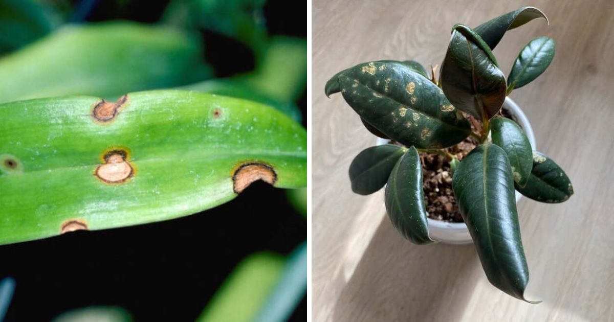 11 Common Houseplant Diseases And Methods To Control Them