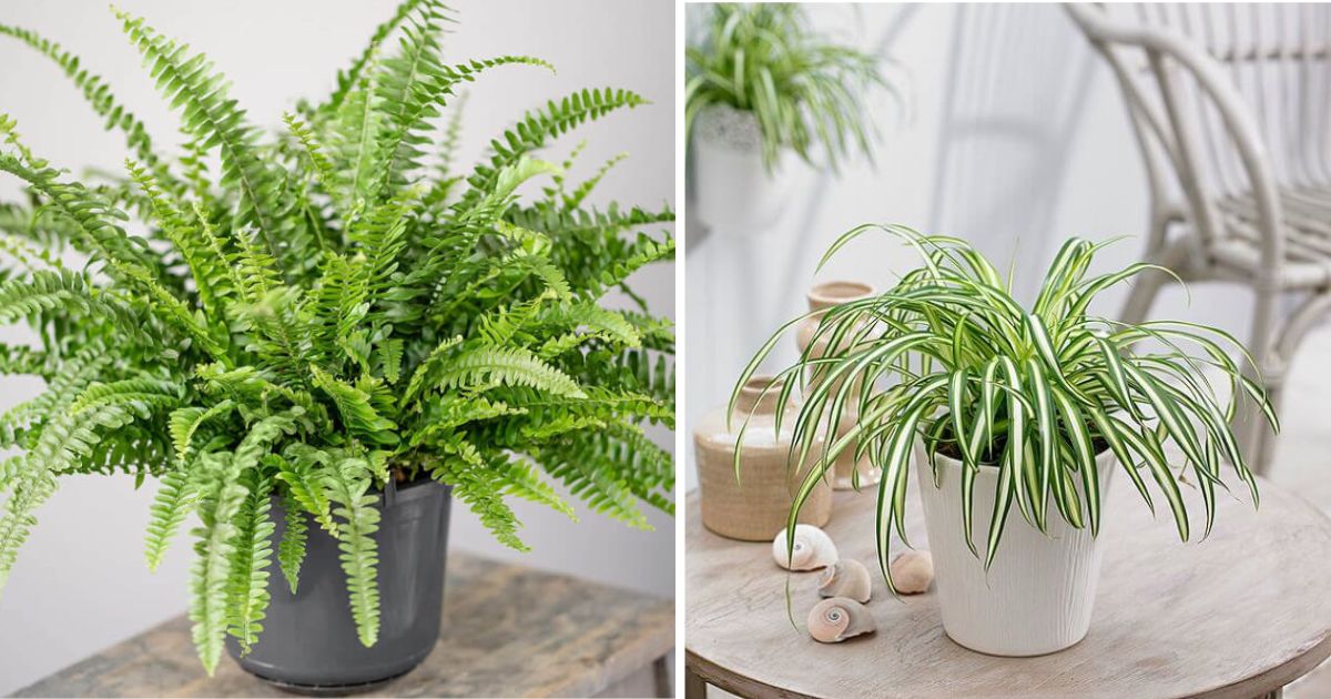 Common Houseplants You Can Grow To Reduce Humidity In Your Living Space