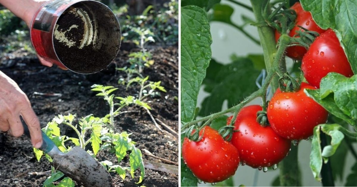 7 Common Things You Should Put In Tomato Planting Hole For The Best Tomatoes