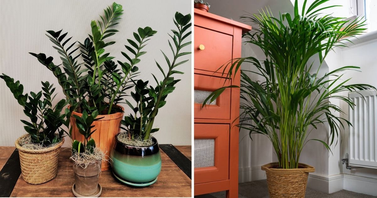 15 Common Tropical Houseplants