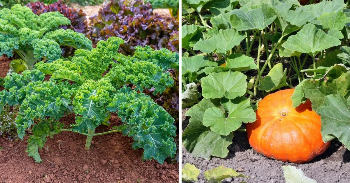 12 Common Vegetables For Alkaline Soils