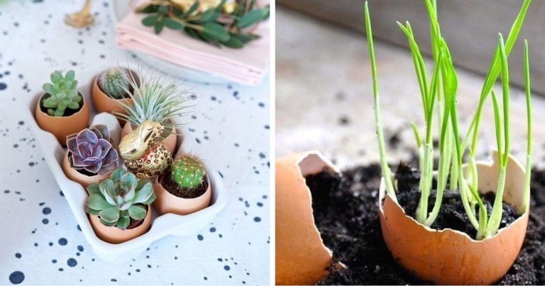25 DIY Eggshell Planters To Add Interest To Your Indoor Garden