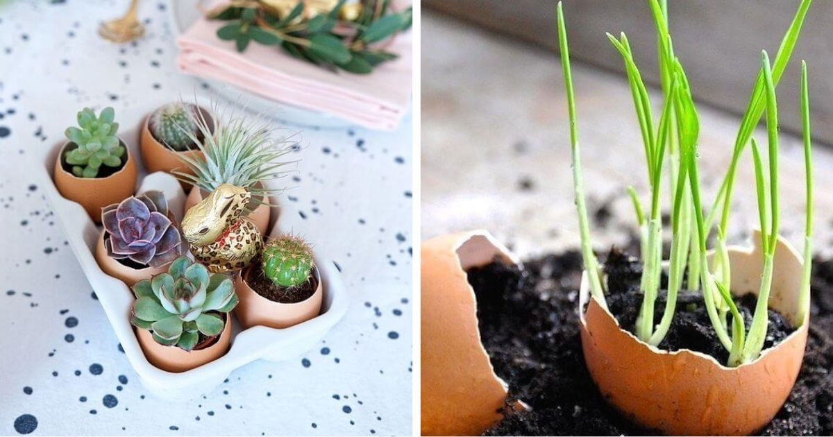 25 DIY Eggshell Planters To Add Interest To Your Indoor Garden