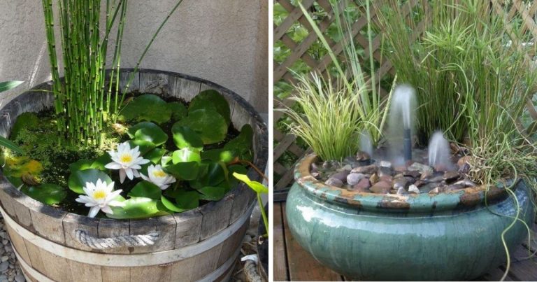 20 DIY Mini Backyard Water Pond Containers