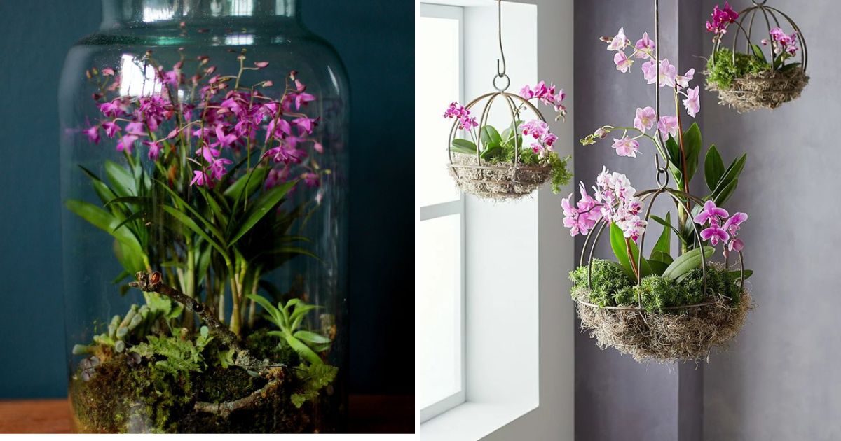 17 DIY Orchid Planter Ideas