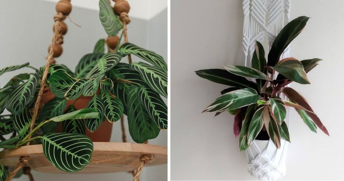 16 DIY Plant Hanger Ideas