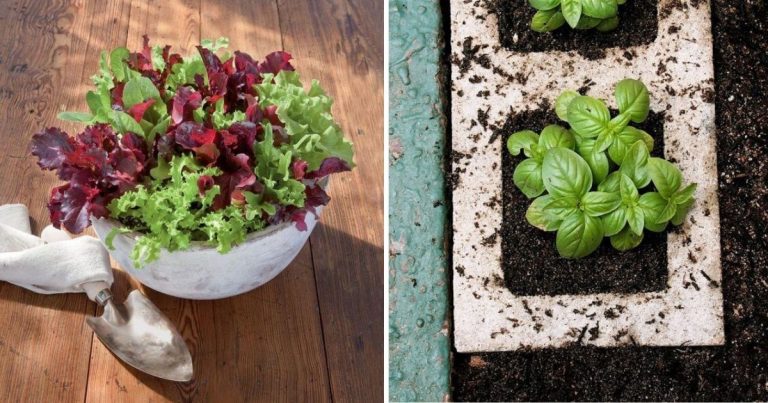 DIY Vegetable Container Garden Ideas