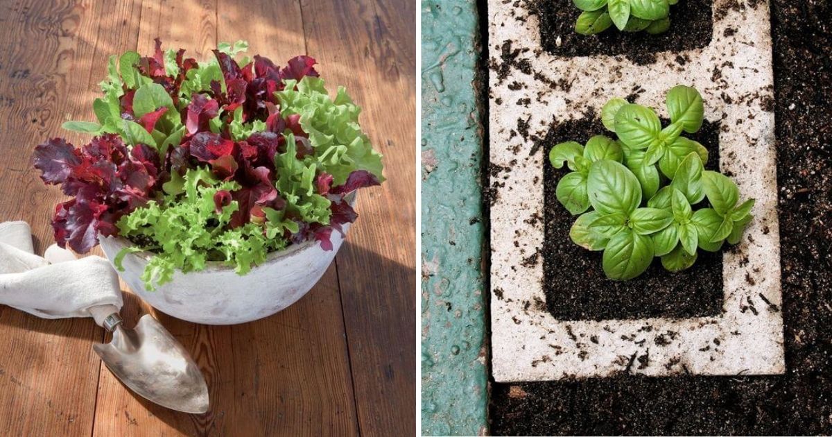 DIY Vegetable Container Garden Ideas