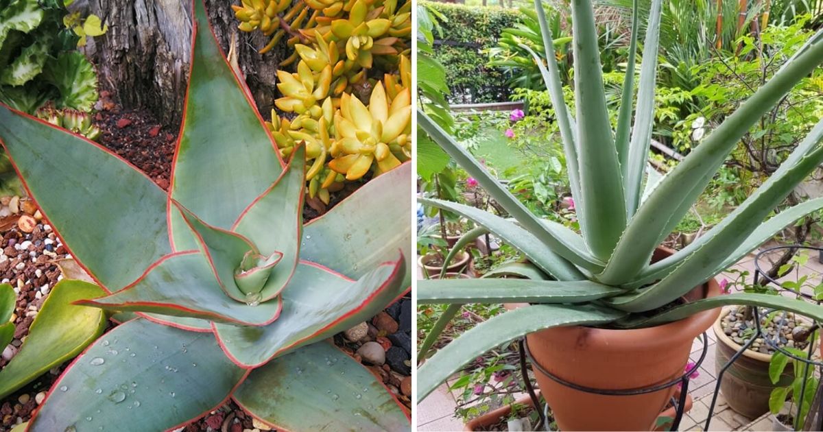 21 Different Aloe Varieties You Can Grow In Containers