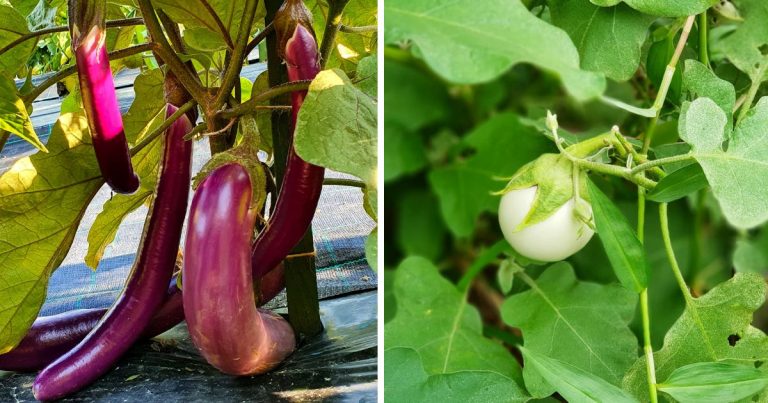 11 Different Eggplant Varieties To Grow In The Garden