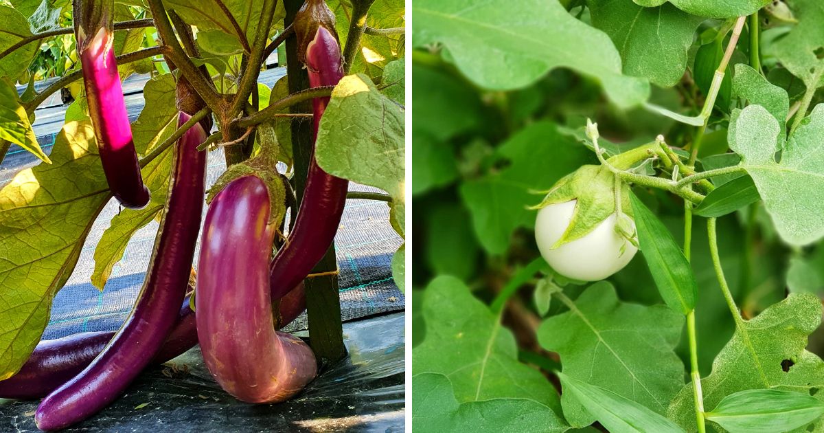 11 Different Eggplant Varieties To Grow In The Garden