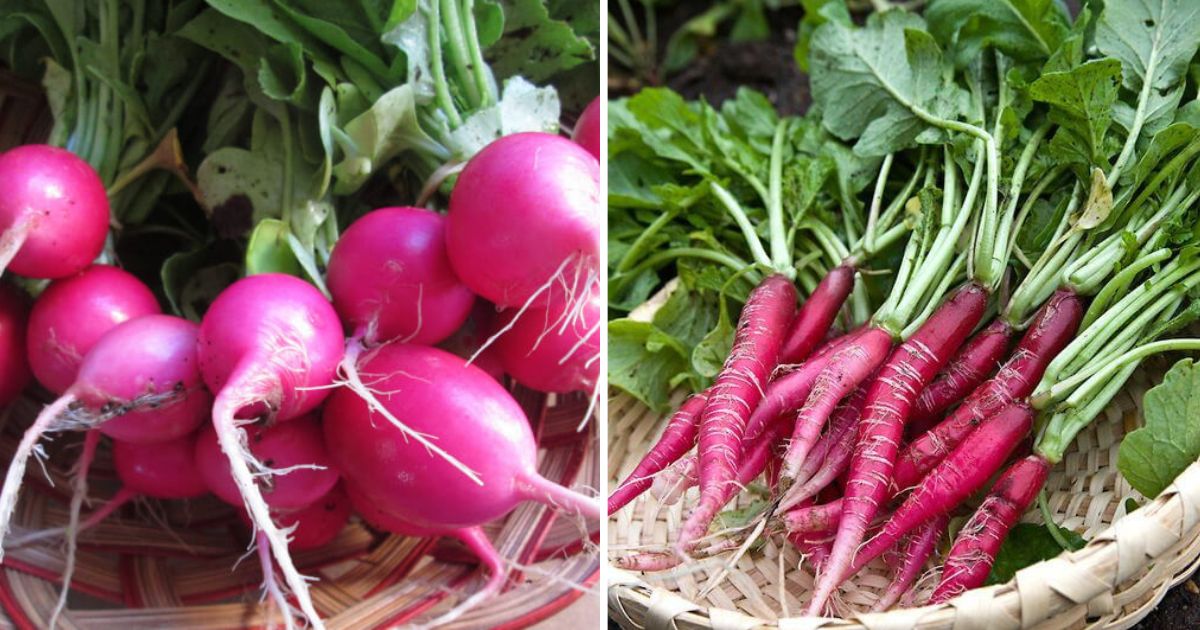 20 Different Types of Radishes To Grow In Containers
