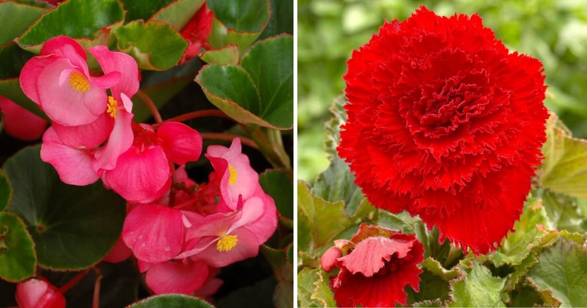 16 Different Varieties Of Begonias You Can Grow