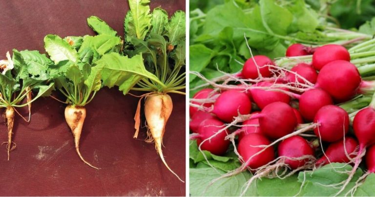 10 Different Vegetable Types That Have Taproots