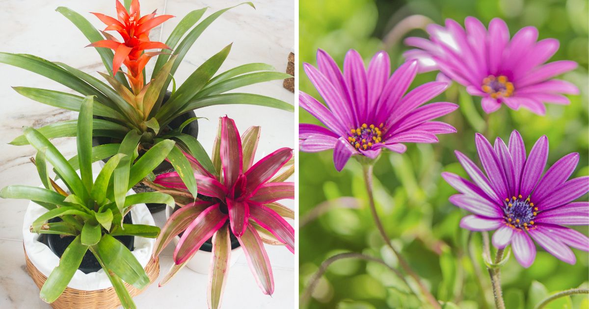 19 Dog-Friendly Plants That You Can Grow Around Your Home
