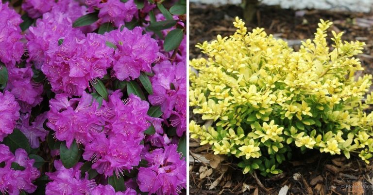 20 Dwarf Evergreen Shrub Types To Spruce Up Your Small Landscapes
