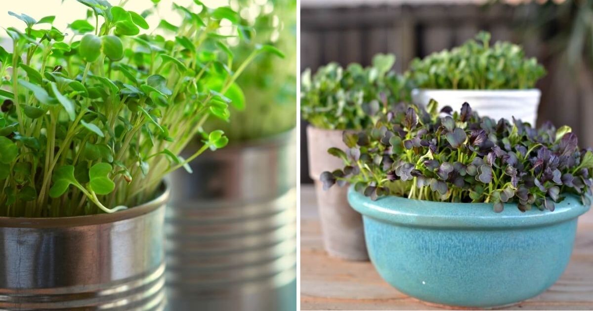 12 Easiest Garden Ideas To Grow Microgreen Indoors