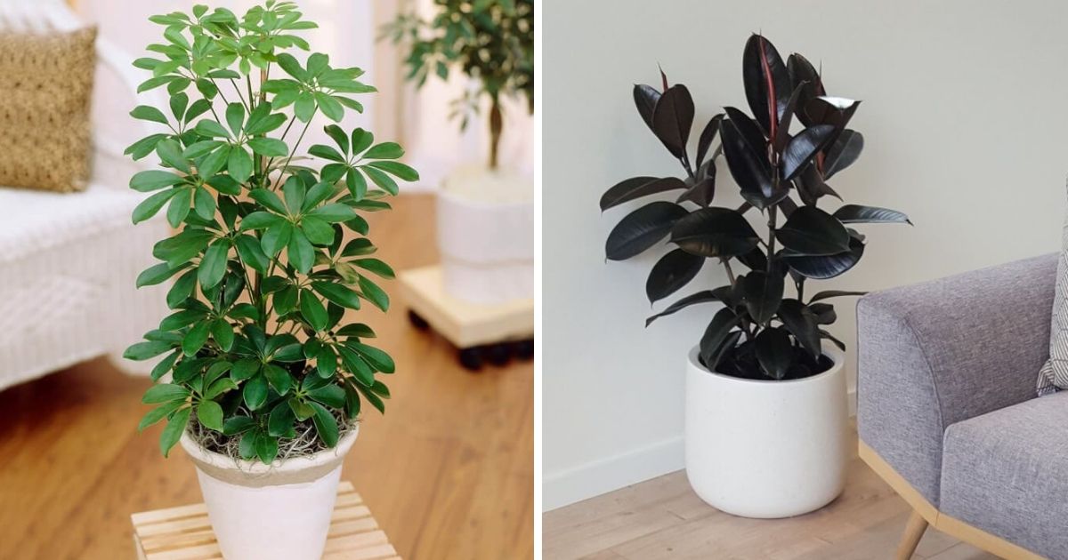 13 Easiest Indoor Plants Without Care