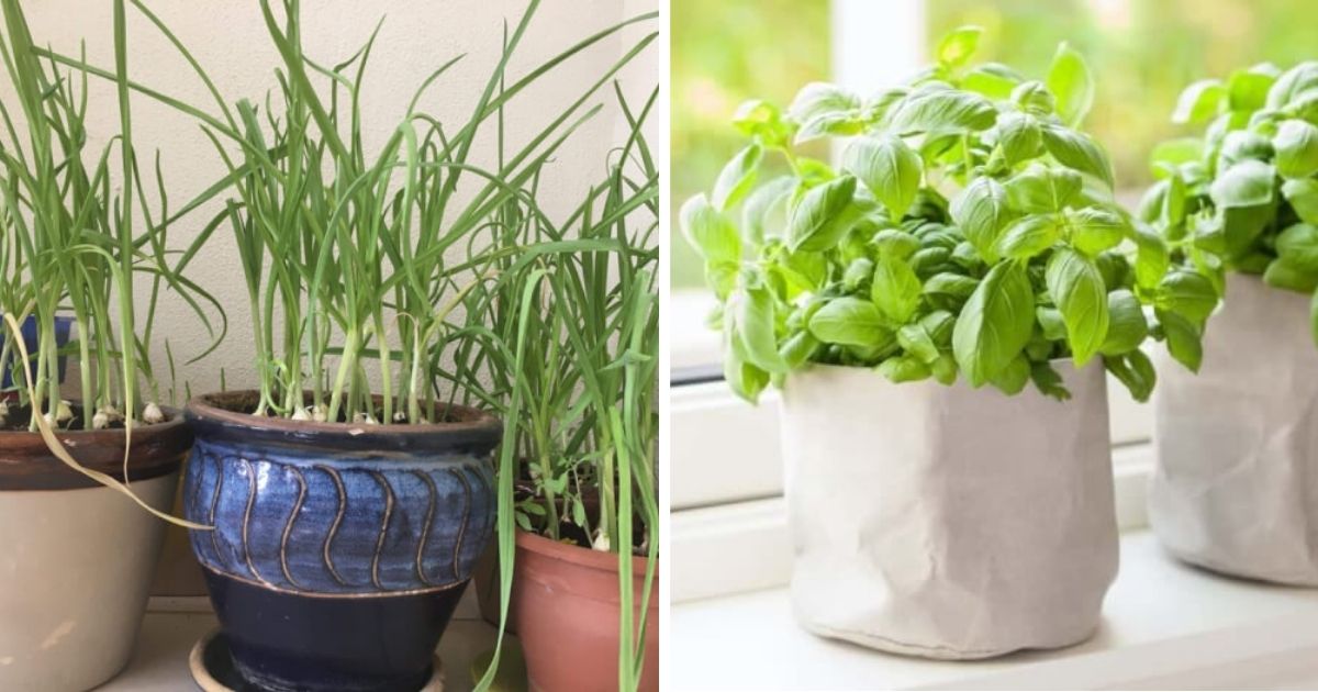 Easiest Indoor Vegetables You Can Harvest All Seasons Of The Year