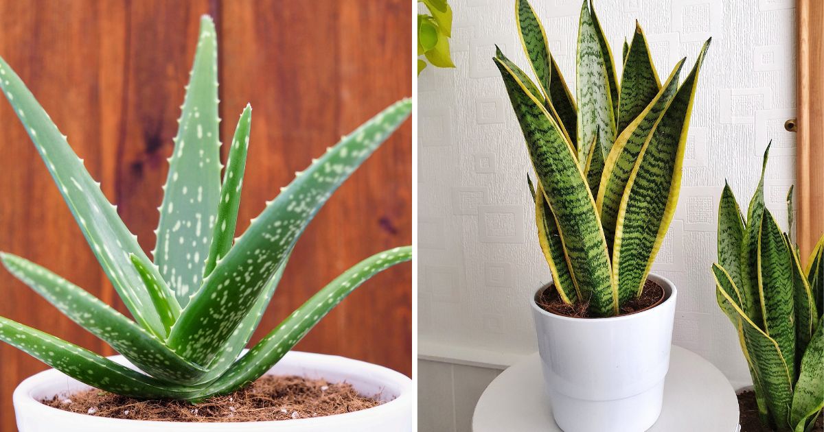 12 Easiest-To-Grow Succulent Varieties For Beginners
