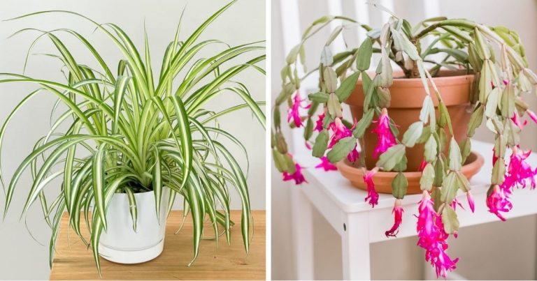 12 Easy Houseplants That Grow Well On Cold Winter Days