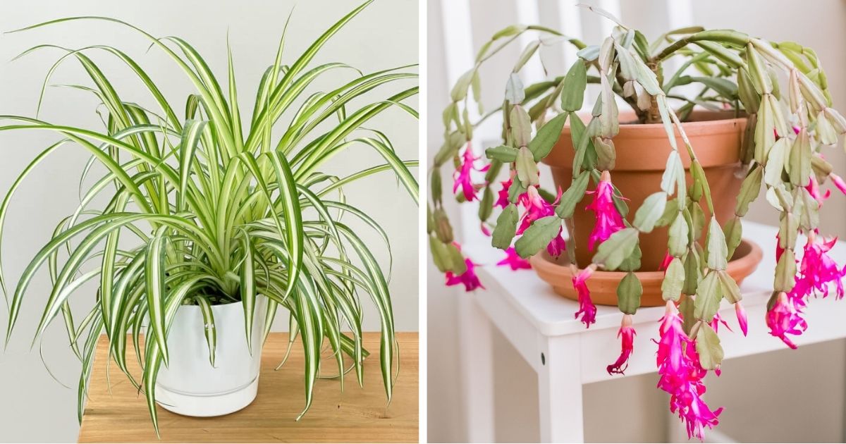 12 Easy Houseplants That Grow Well On Cold Winter Days