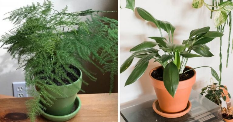 11 Easy-To-Grow Bathroom Plants