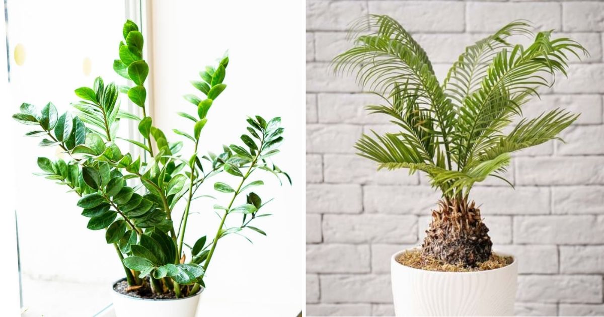10 Easy-To-Grow Houseplants That Don’t Require Much